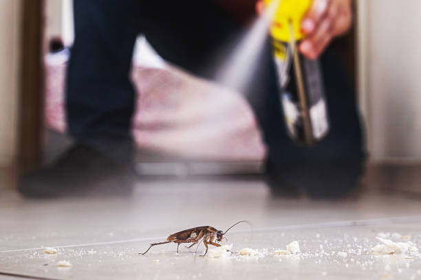 Best Pest Control for Homes  in East Falmouth, MA